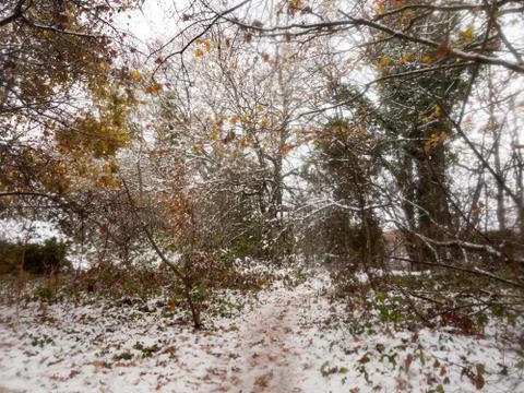 Winter country forest path bare branches scene nature bark Stock Photos