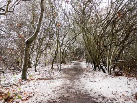 Winter country forest path bare branches scene nature Stock Photos