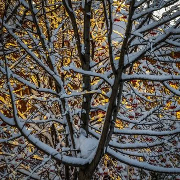 Winter in the countryside Stock Photos