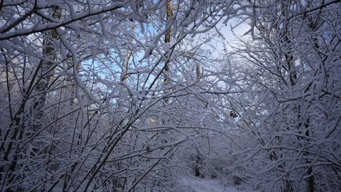Winter covered every branch with a thick layer of snow Stock Footage 310137323