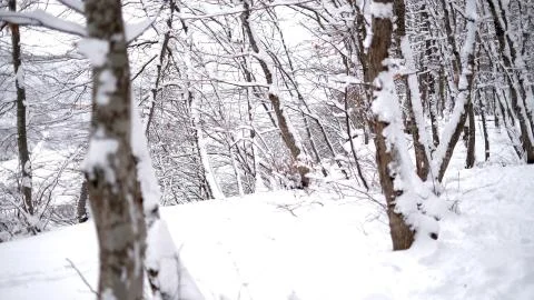 Winter covered trees with white snow Stock Photos