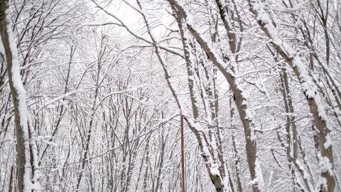Winter covered trees with white snow Stock Photos