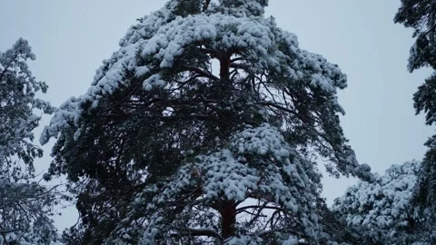 Winter covers the trees with snow Stock Footage 263150712