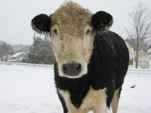Winter Cow Stock Photos
