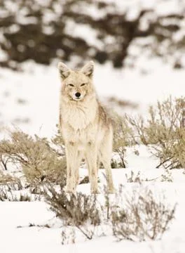 Winter coyote Stock Photos