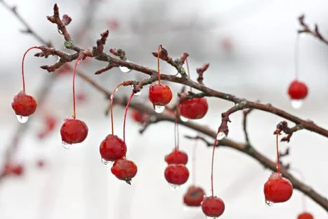 Winter crabapple tree branch covered in ice Stock Photos