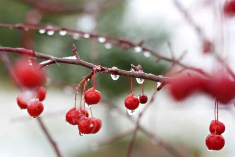 Winter crabapple tree Stock Photos
