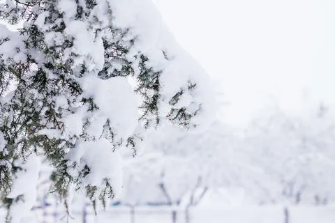 Winter creative background image. Branch of juniper tree densely covered with Stock Photos