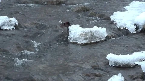 Winter creek Stock-Footage 262361483