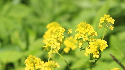 Winter cress flowers Stock Footage 65965999