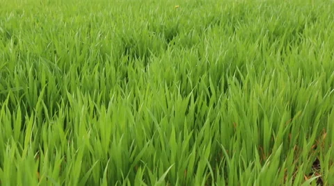 Winter crop corn grain field in spring nature footage Stock Footage 50973636