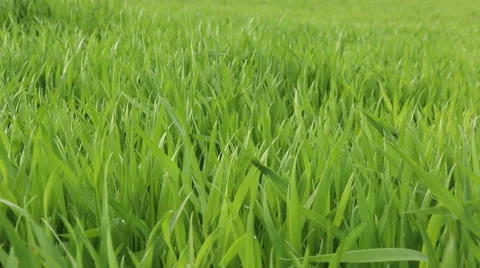 Winter crop corn grain field in spring nature footage Video stock 50973831