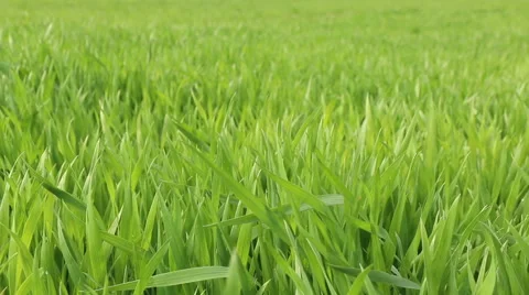 Winter crop corn grain field in spring nature footage Video stock 50974136