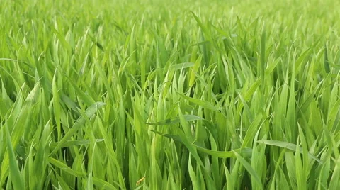 Winter crop corn grain field in spring nature footage Video stock 50974247