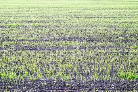Winter crop Foto stock