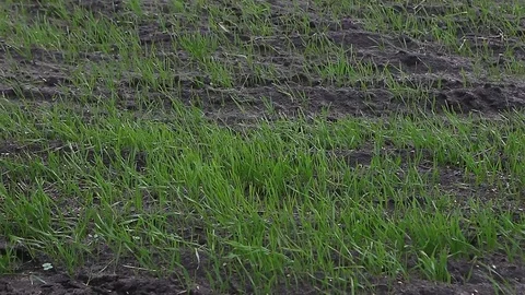 Winter crop wheat planted in field Stock Footage 82469294