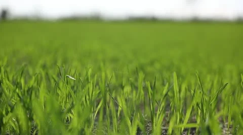 Winter-crops macro shoot Stock Footage 22007467