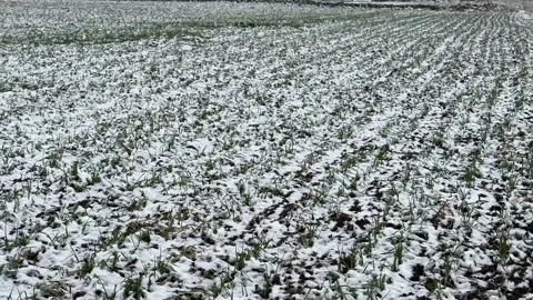 Winter Crops in Snowy Silence Stock Footage 299908398