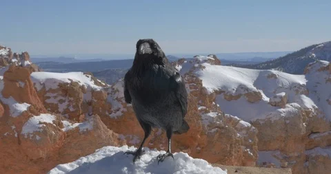 Winter crow in Utah Stock Footage