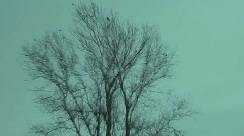 Winter, crows on a branch 스톡 동영상 45357271