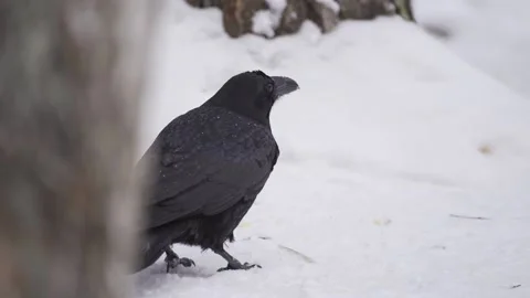 Winter. Crows found bone in the snow and peck at it. Stock Footage 149029317