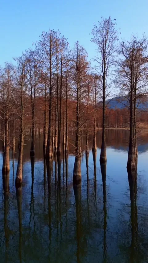 Winter Cypress Trees Reflected in Siming Lake, Ningbo, China Stock Footage 347396334