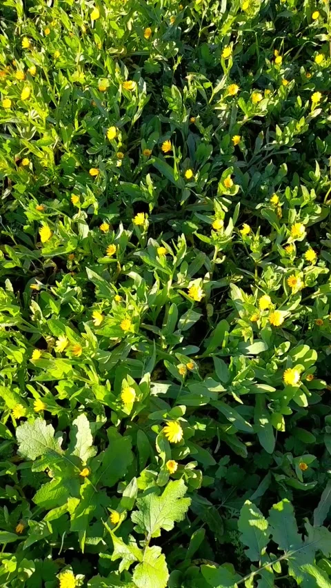 Winter daisy. Small yellow daises in the ground Stock Footage 295928947