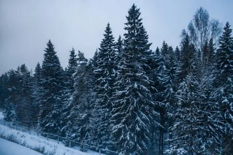 Winter dark forest at dusk Stock Photos