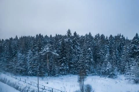 Winter dark forest at dusk Stock Photos