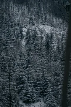 Winter Dark forest with pine trees Stock Photos