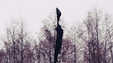 Winter Day 2 Stock Footage 47246925