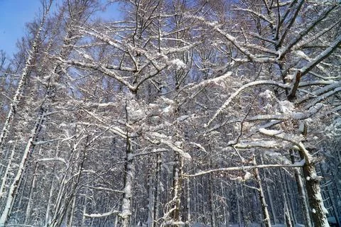 Winter day after the cyclone Stock Photos