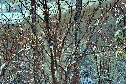 Winter day after the cyclone Stock Photos