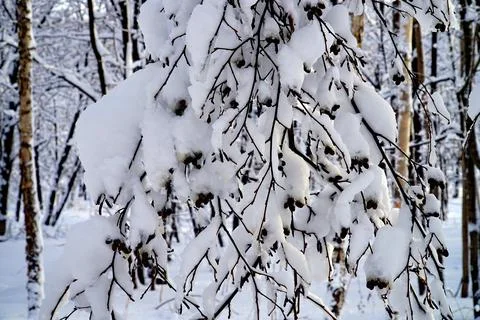 Winter day after the cyclone Stock Photos