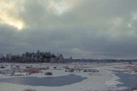 Winter day in the bog. Stock Photos