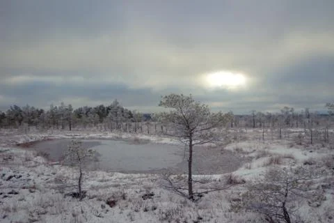 Winter day in the bog. Stock Photos