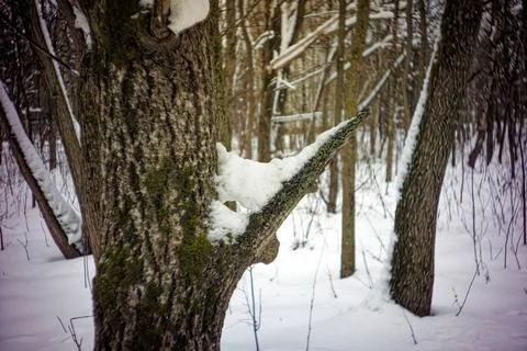 Winter day in a cloudy forest Stock Photos