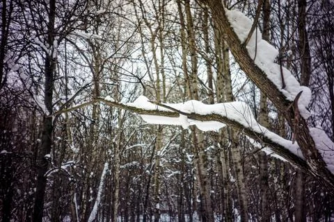Winter day in a cloudy forest Foto stock