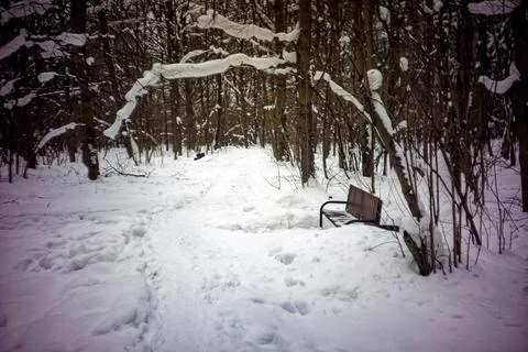Winter day in a cloudy forest Foto stock