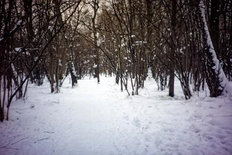 Winter day in a cloudy forest Stock Photos