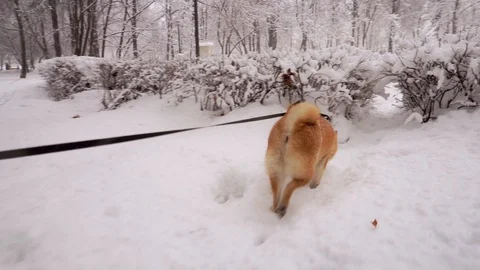 Winter day. Dog makes its way through the snow drifts and passes through bushes Stock-Footage 119305705
