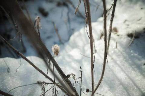 Winter Day at the Field Stock Photos