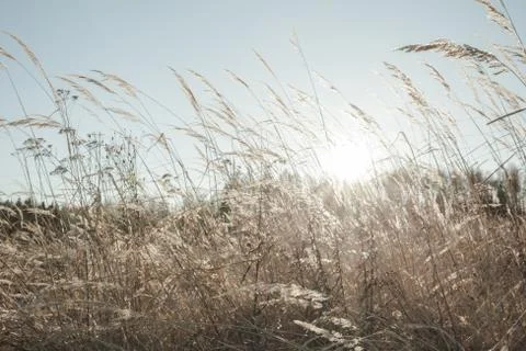 Winter Day at the Field Stock Photos