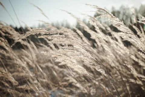 Winter Day at the Field Stock Photos