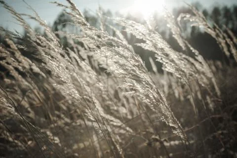 Winter Day at the Field Stock Photos