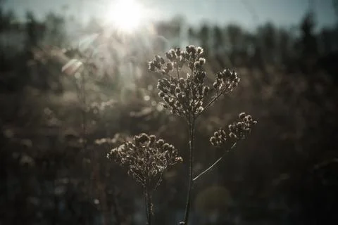 Winter Day at the Field Stock Photos