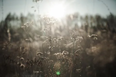 Winter Day at the Field Stock Photos