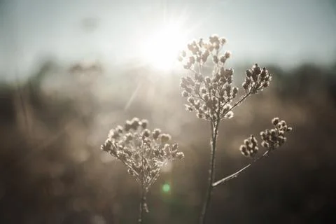 Winter Day at the Field Stock Photos