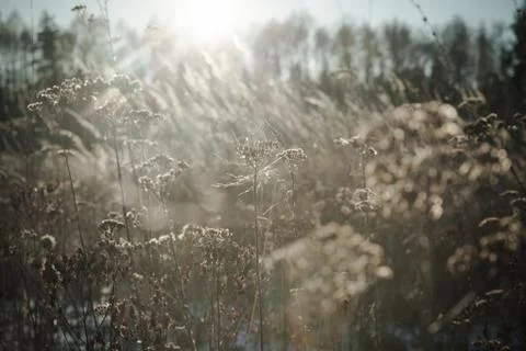 Winter Day at the Field Stock Photos