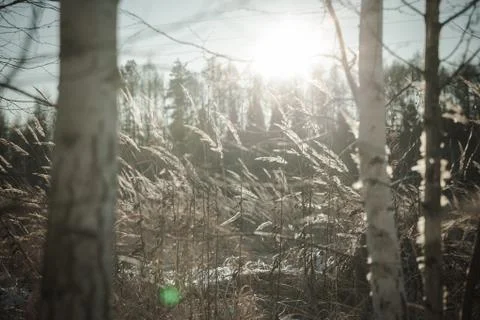 Winter Day at the Field Stock Photos